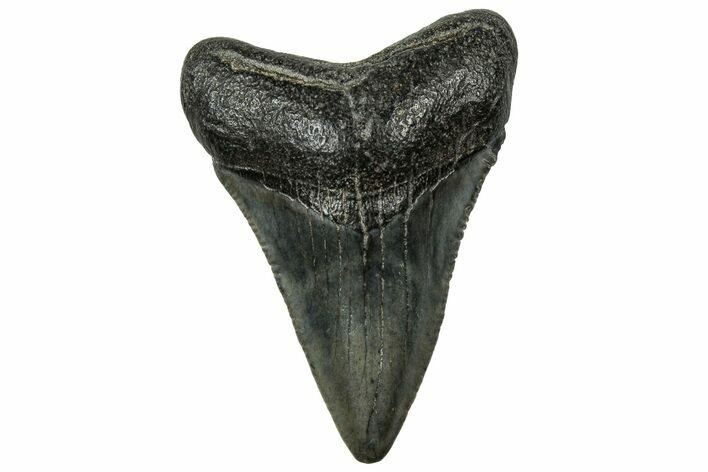 Serrated, Juvenile Megalodon Tooth - South Carolina #321445